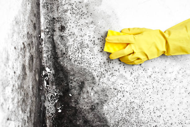 Best Residential Mold Removal  in Ford Heights, IL