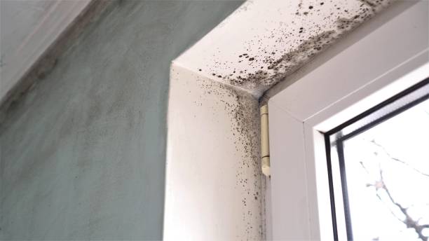 Best Emergency Mold Removal  in Ford Heights, IL