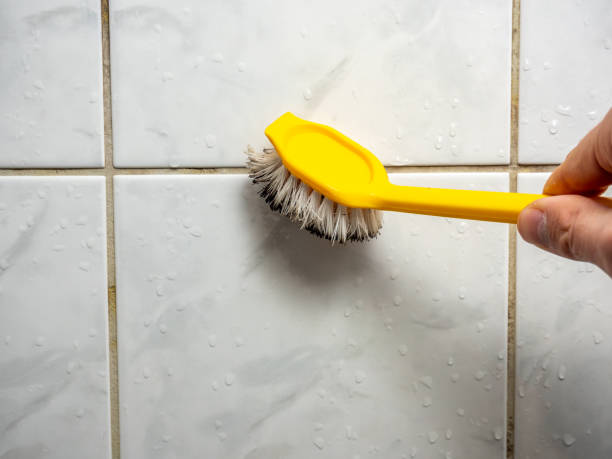 Best Certified Mold Removal  in Ford Heights, IL