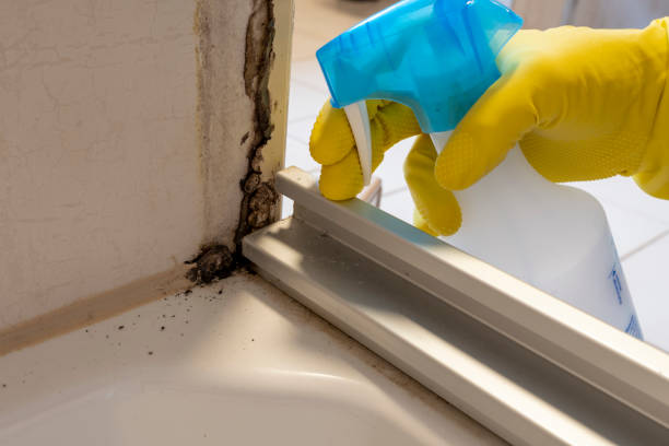 Best Mold Testing  in Ford Heights, IL