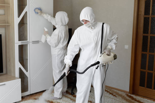 Best Black Mold Removal  in Ford Heights, IL