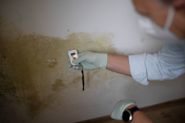 Best Mold Testing and Removal  in Ford Heights, IL