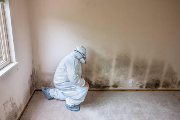 Best Residential Mold Removal  in Ford Heights, IL