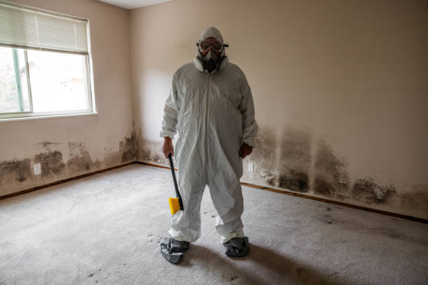 Best Commercial Mold Removal  in Ford Heights, IL
