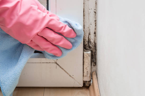 Mold Testing and Removal in Ford Heights, IL