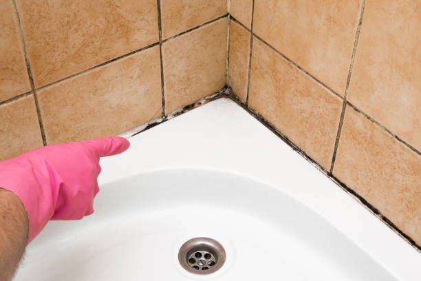 Best Toxic Mold Removal  in Ford Heights, IL